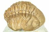 Bargain, Lochovella Trilobite - Black Cat Mountain, Oklahoma #363003-3